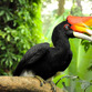 Malaysia Reisen | Hornbill, Royal Belum Rainforest