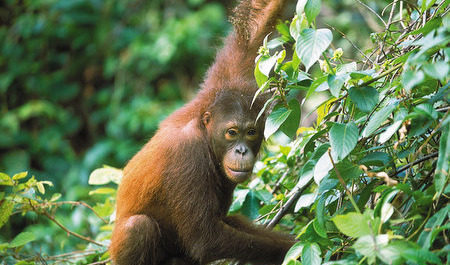 Malaysia Reisen | Borneo Malaysia Reisen | Borneo