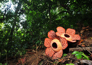 Malaysia Rundreise | Rafflesia im Royal Belum Rainforest