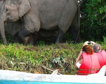 malasia-reisen---borneo---sabah----sukau---kinabatangan---elephants-05jpg.jpg