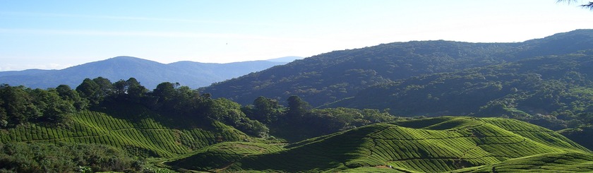 Malaysia-Reisen-Cameron Highlands.jpg
