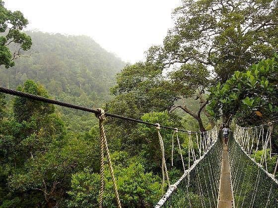 canopy-walk-taman-negara-min.jpg