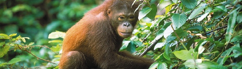 malaysia-reisen-orang-utan-borneojpg.jpg