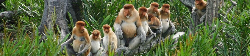 Malaysia Urlaub | Nasenaffen, Borneo