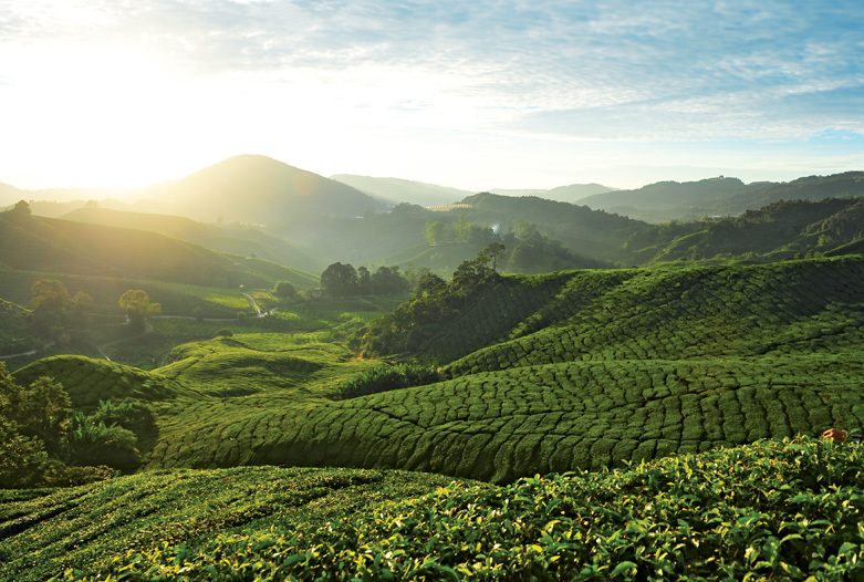 Malaysia Rundreise | Cameron Highlands